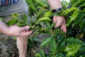 Kaffee-Manufaktur Lehle Kaffebohnen Kaffebohnenpflanze